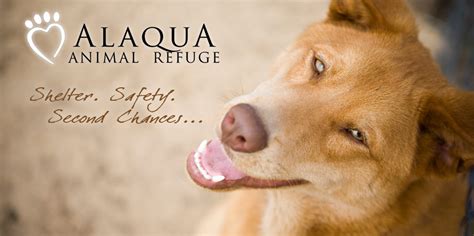 Alaqua animal refuge - Alaqua Animal Refuge believes that every abused, neglected and homeless animal deserves a second chance. Our private, nonprofit animal sanctuary is committed to serving the Southeast as: the premier no-kill refuge, providing protection, shelter and care to animals in need; a full-service animal adoption center; and a …